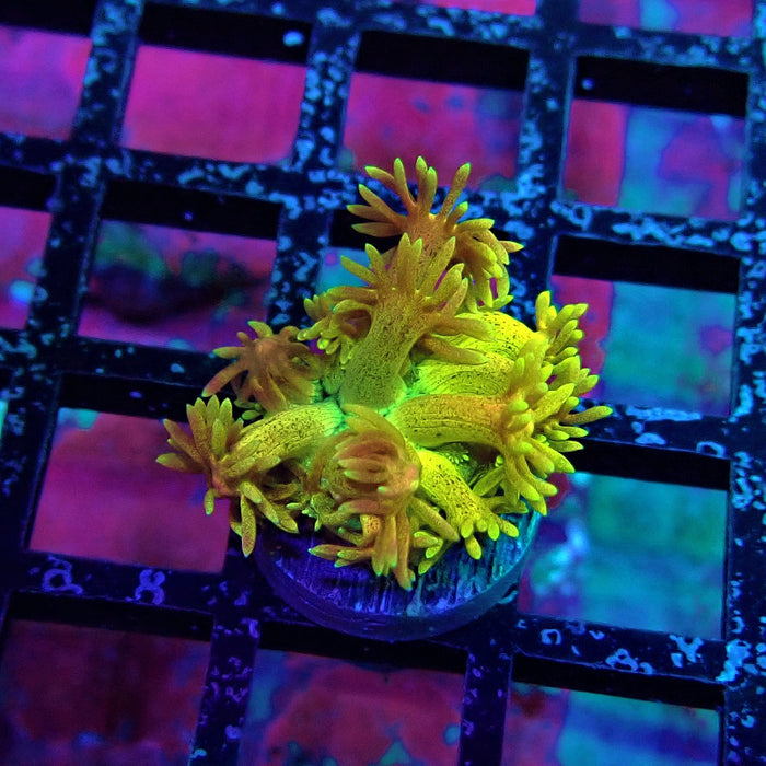 Super Rainbow Goniopora Frag (2)