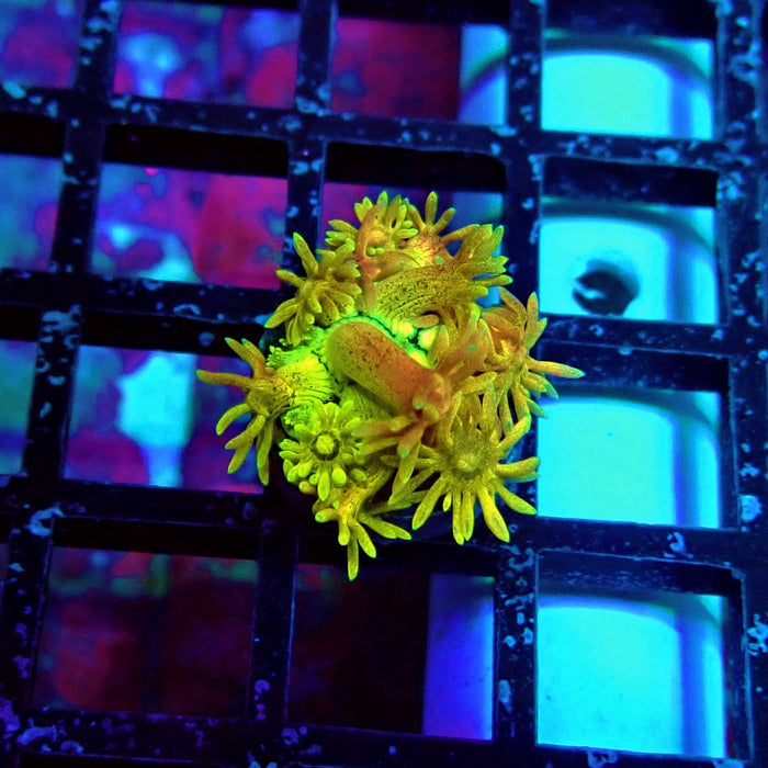 Super Rainbow Goniopora Frag (2)