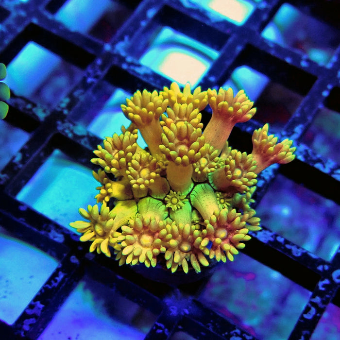Tricolor Goniopora Frag