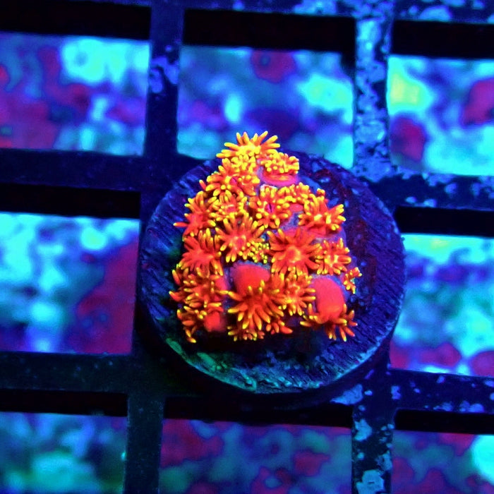 Red Yellow Goniopora Frag
