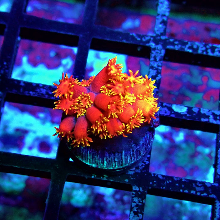 Red Yellow Goniopora Frag