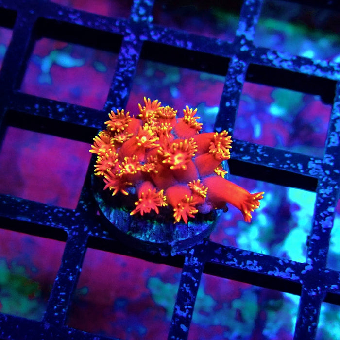 Red Yellow Goniopora Frag