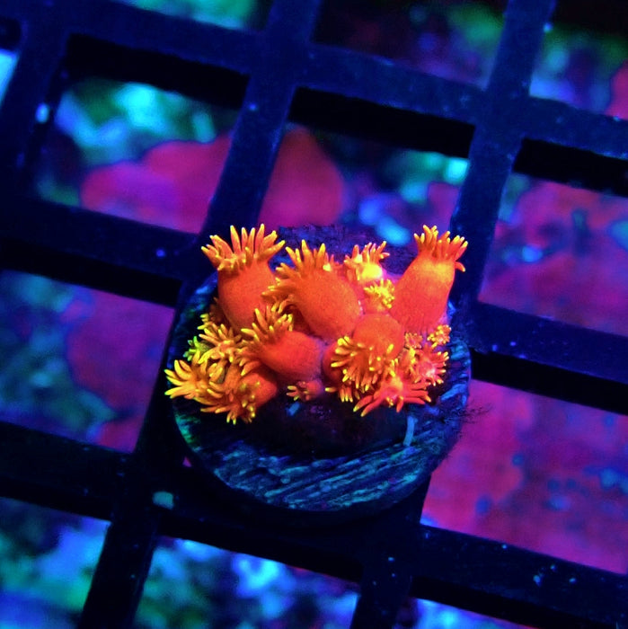 Red Yellow Goniopora Frag