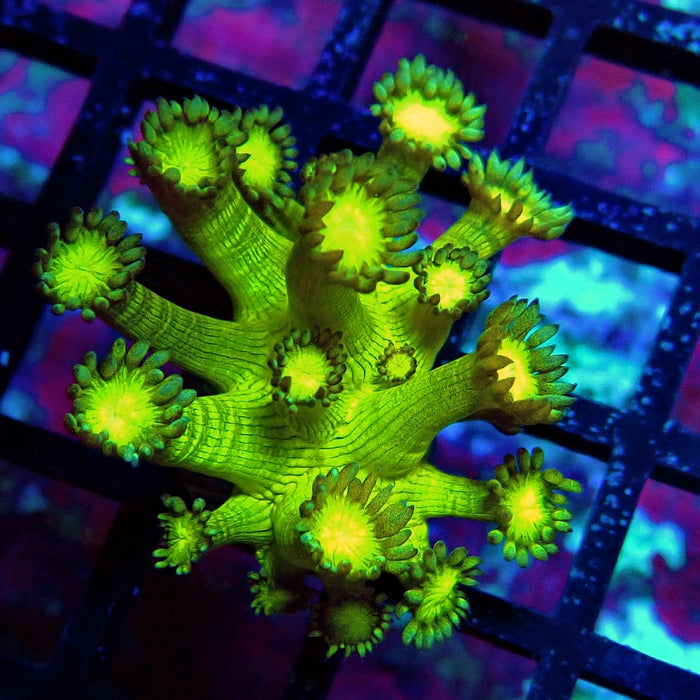 Metallic Green Goniopora Frag