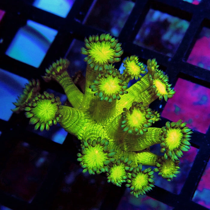 Metallic Green Goniopora Frag