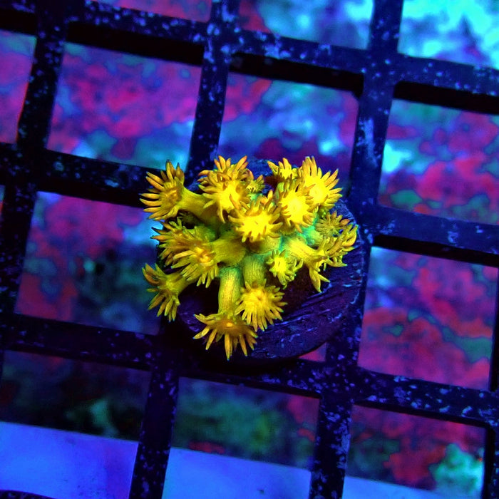 Gold Rainbow Goniopora Frag