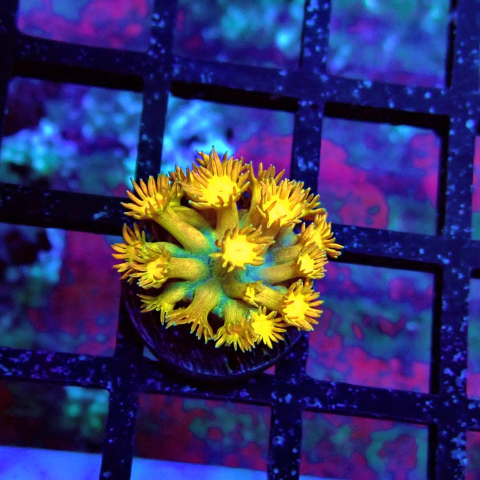 Gold Rainbow Goniopora Frag
