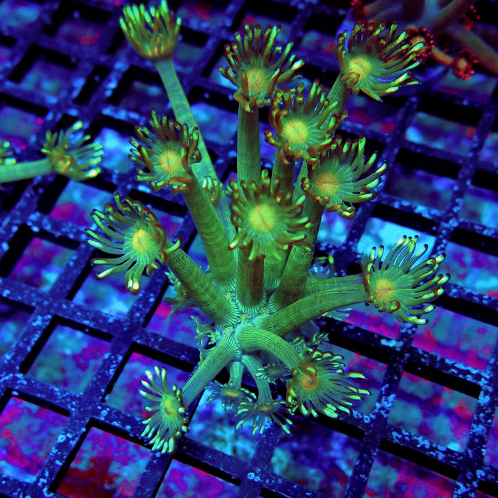 Unique Goniopora Frag