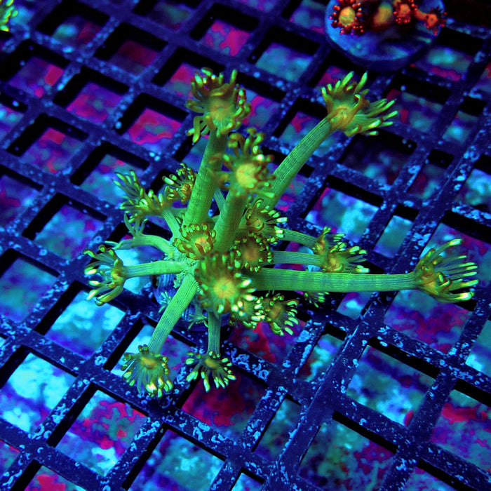 Unique Goniopora Frag