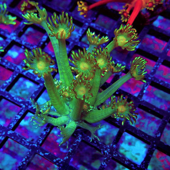 Unique Goniopora Frag
