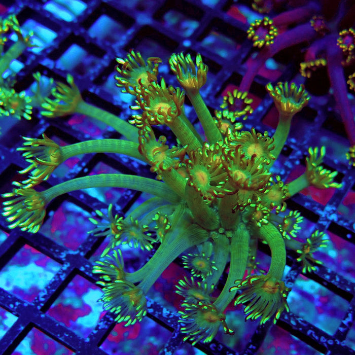 Unique Goniopora Frag
