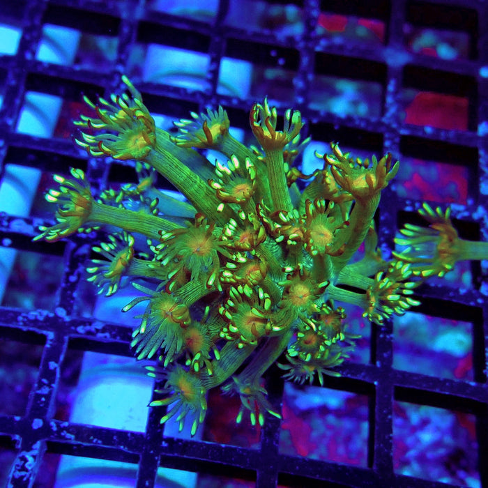 Unique Goniopora Frag