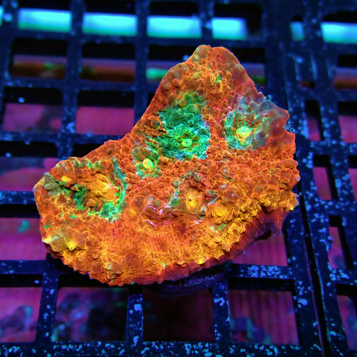 Chalice Coral Frag (3)