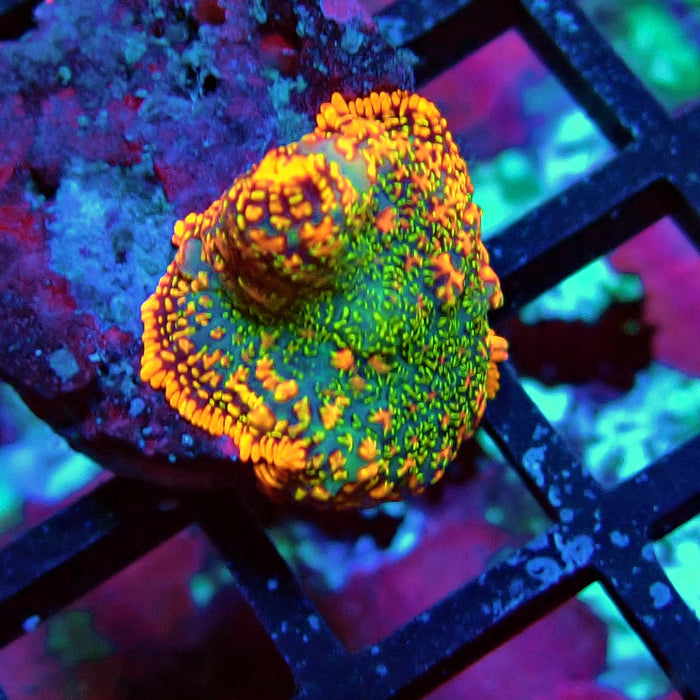 Super Rainbow Rhodactis