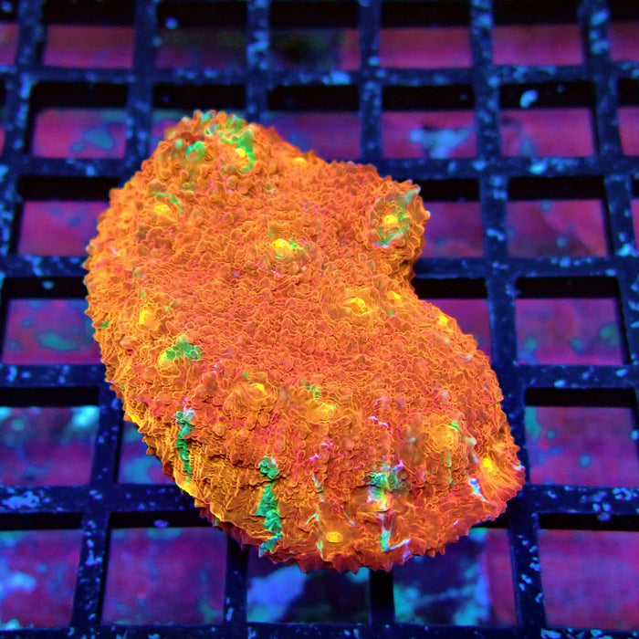 Chalice Coral Frag (3)