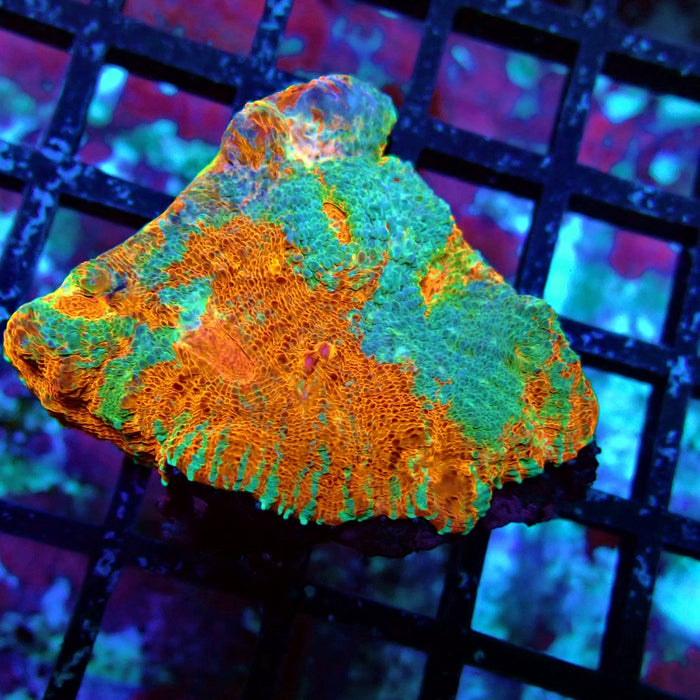 Chalice Coral Frag (9)
