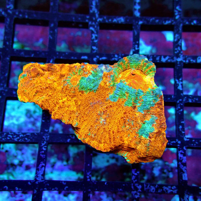Chalice Coral Frag (9)