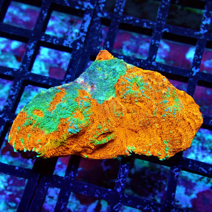 Chalice Coral Frag (9)