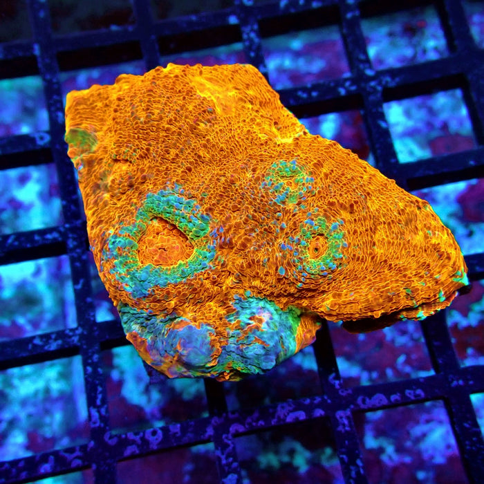 Chalice Coral Frag (9)