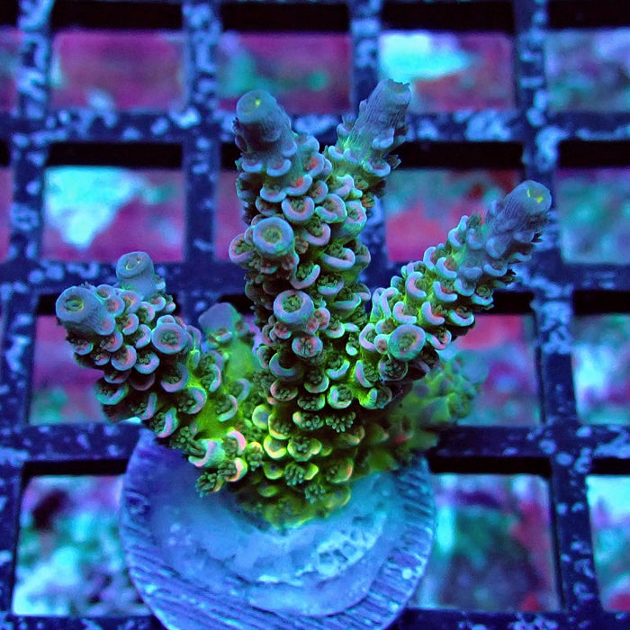 Green Blue Pink Scale Tenuis Acro