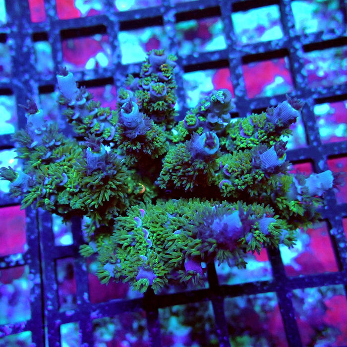 Blue Pink Scale Tenuis Acro