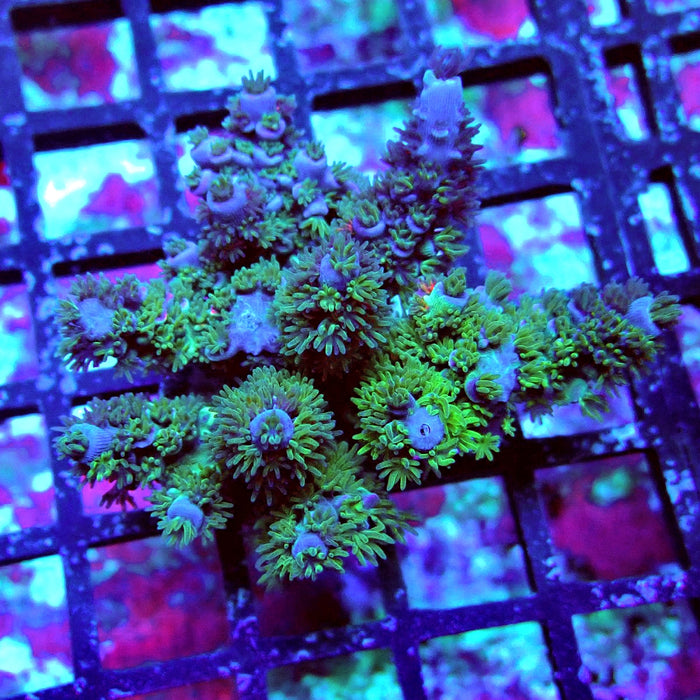 Blue Pink Scale Tenuis Acro