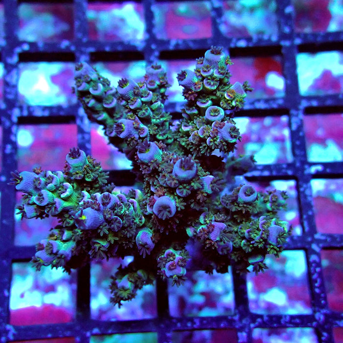 Blue Pink Scale Tenuis Acro