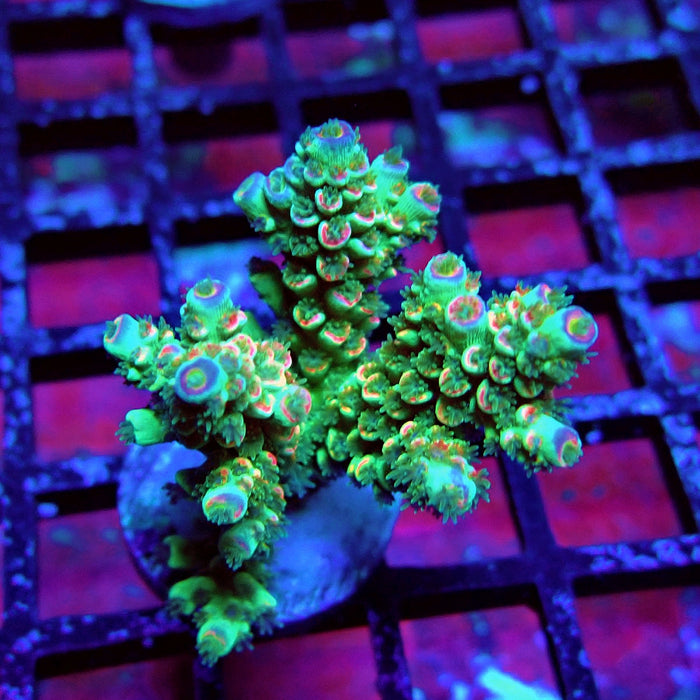 REx Green Pink Scale Tenuis Acro