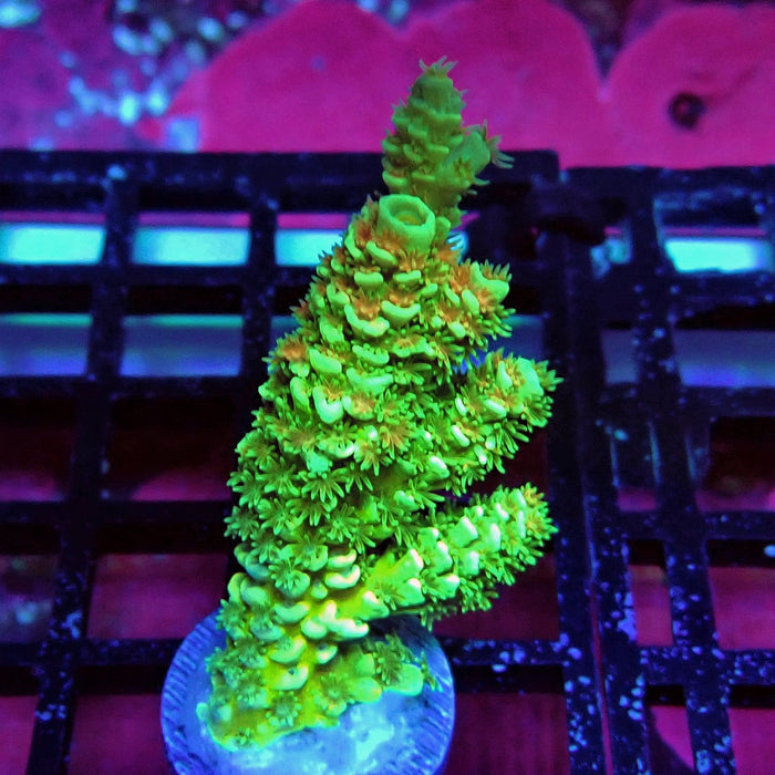 Green Orange Polyps Tenuis Acro