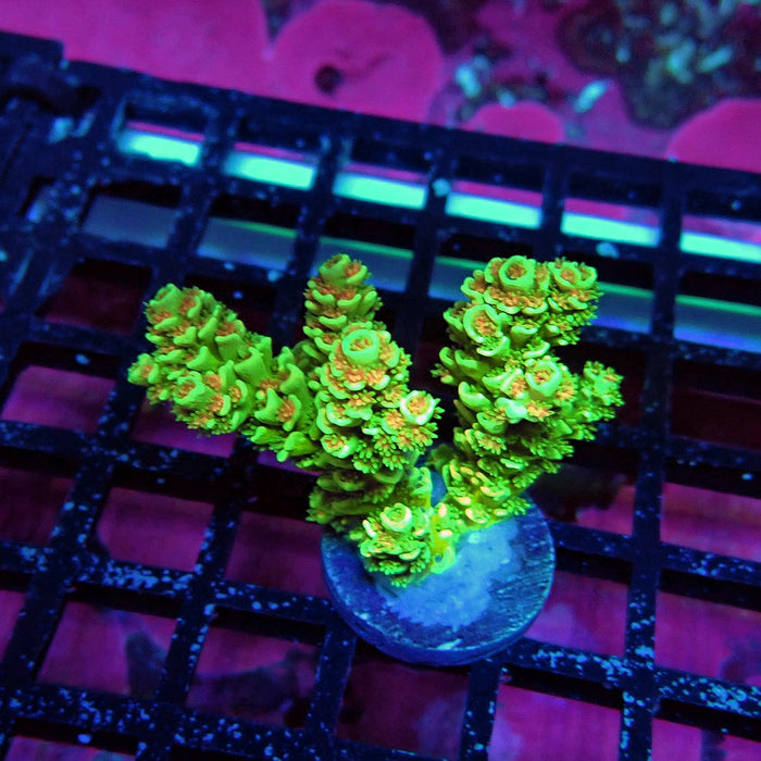 Green Orange Polyps Tenuis Acro