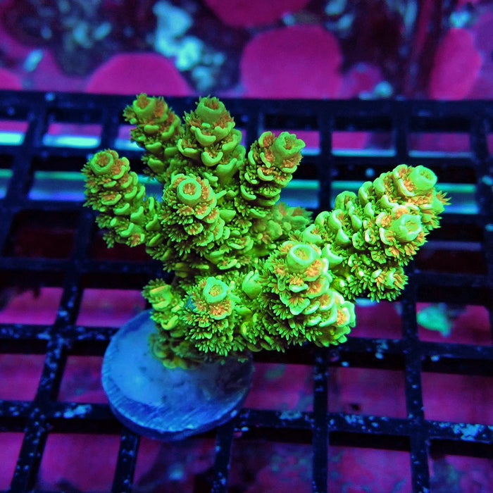 Green Orange Polyps Tenuis Acro