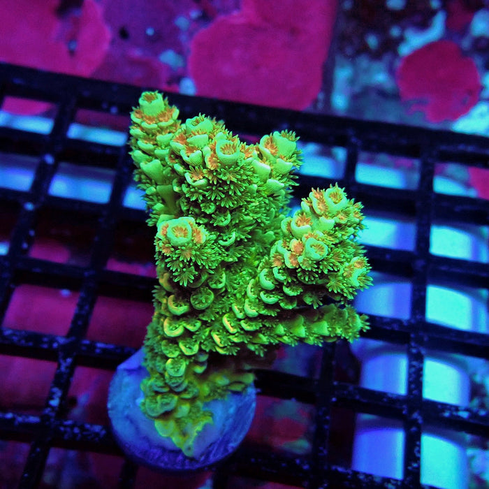 Green Orange Polyps Tenuis Acro