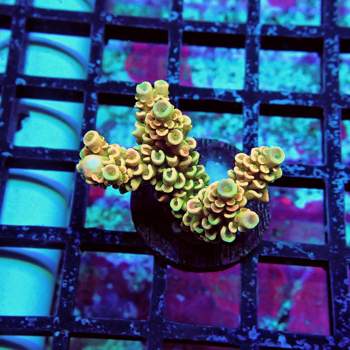 Crazy Bright Tenuis Acro