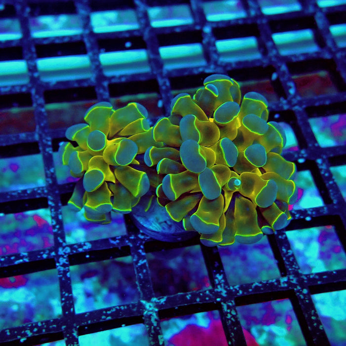 Contrast Hologram Hammer