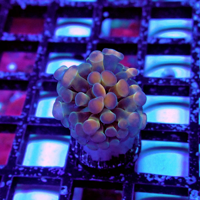Red Hologram Hammer