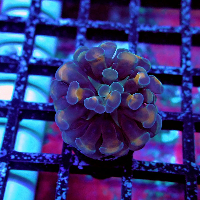 Red Hologram Hammer