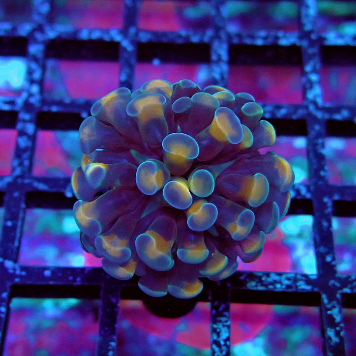 Red Hologram Hammer