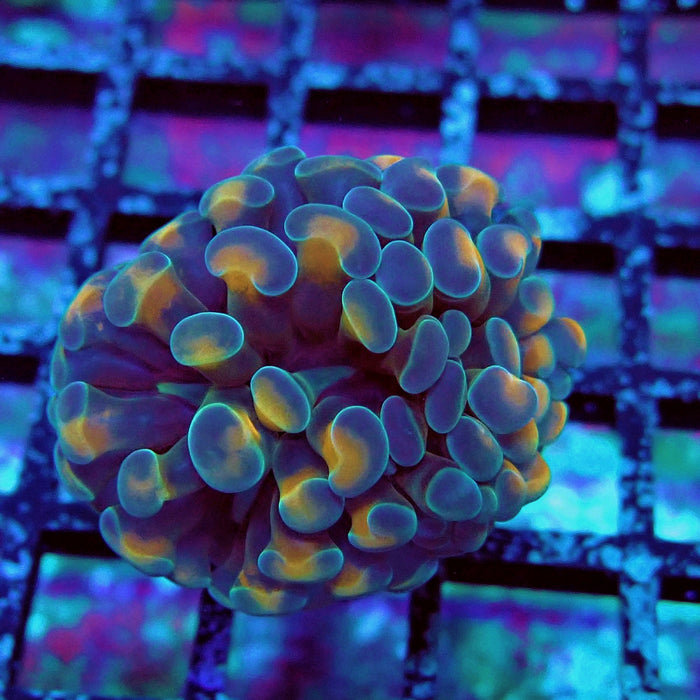 Red Hologram Hammer