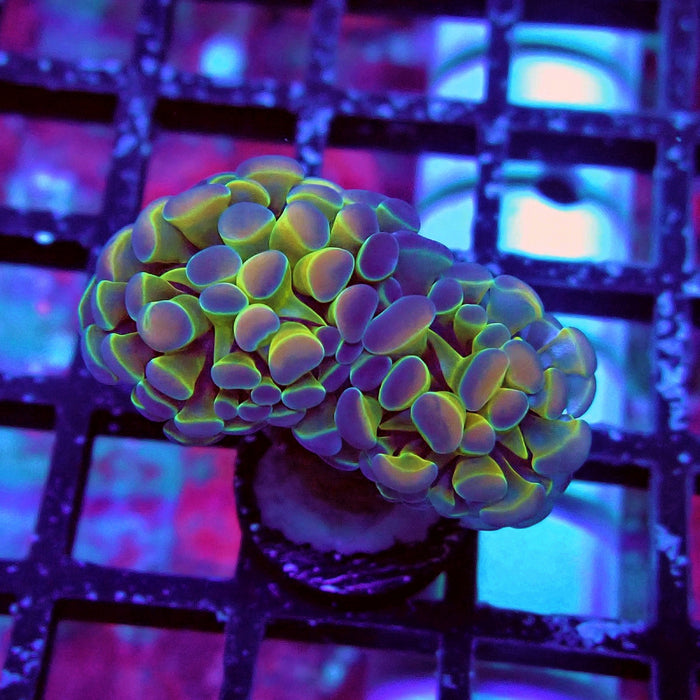 Hologram Hammer