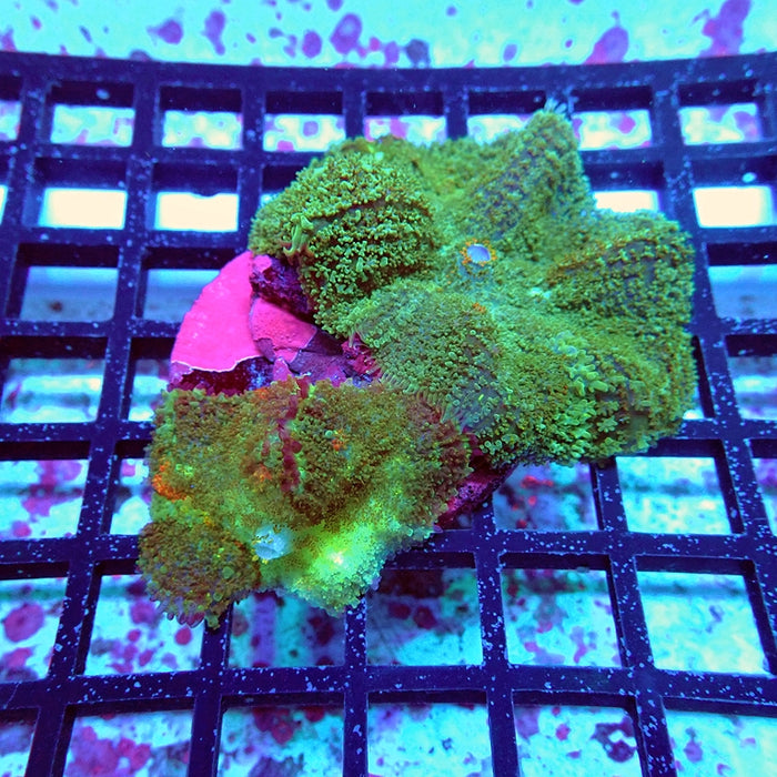 Bubble Rhodactis Colony