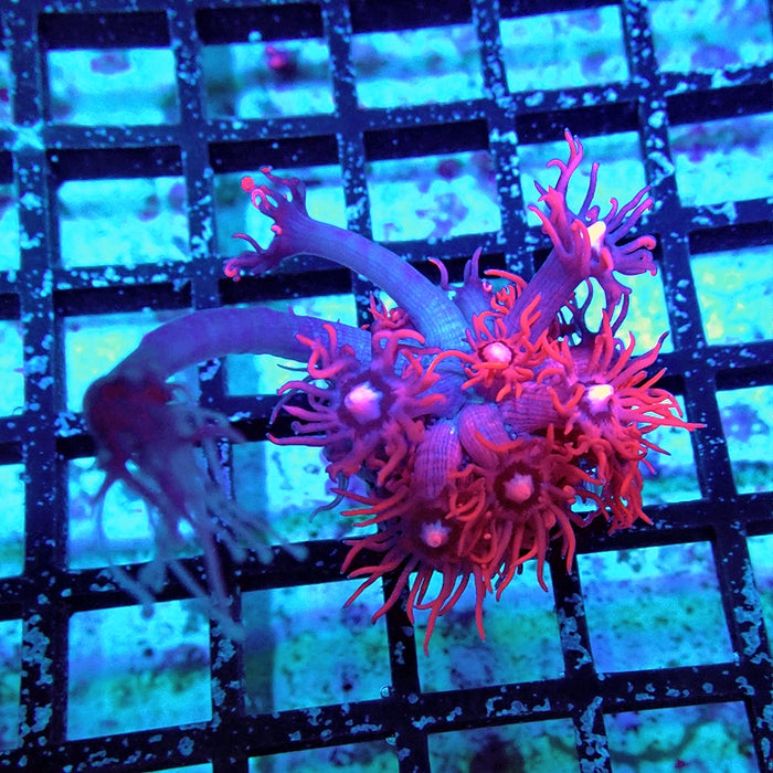 Goniopora Ultra Grade