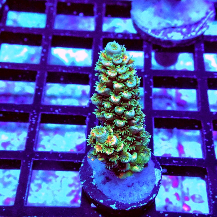 REx Green Orange Fuzzy Tenuis Acro