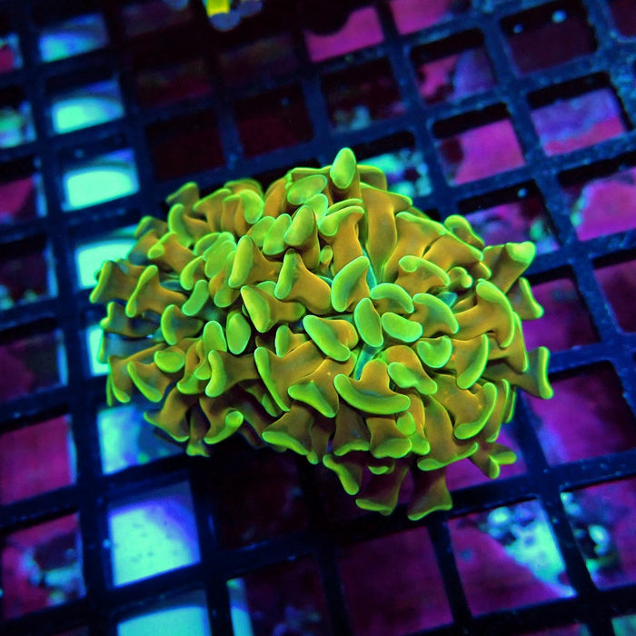 Gold Ultra Green Hammer