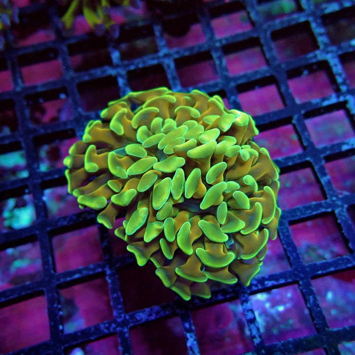 Gold Ultra Green Hammer