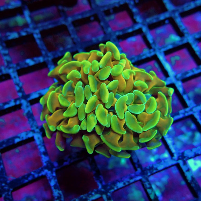 Gold Ultra Green Hammer