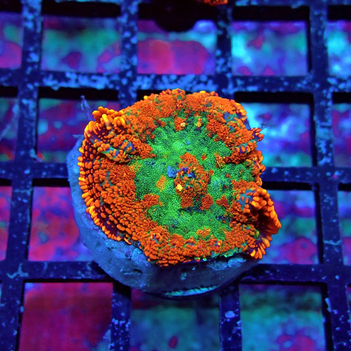 Red Rainbow Mushroom