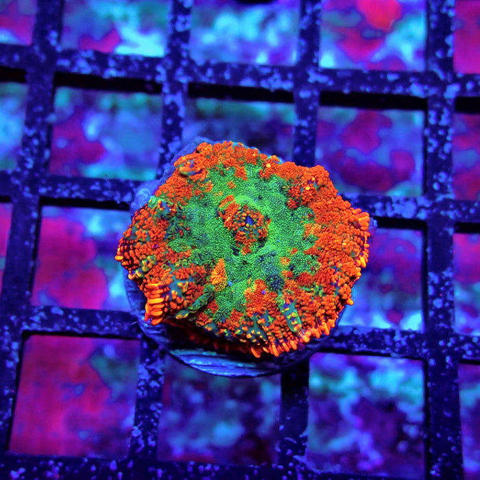 Red Rainbow Mushroom