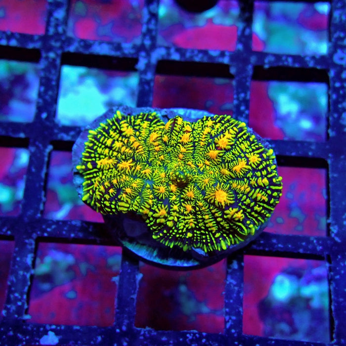 Super Ultra Contrast Rodactis