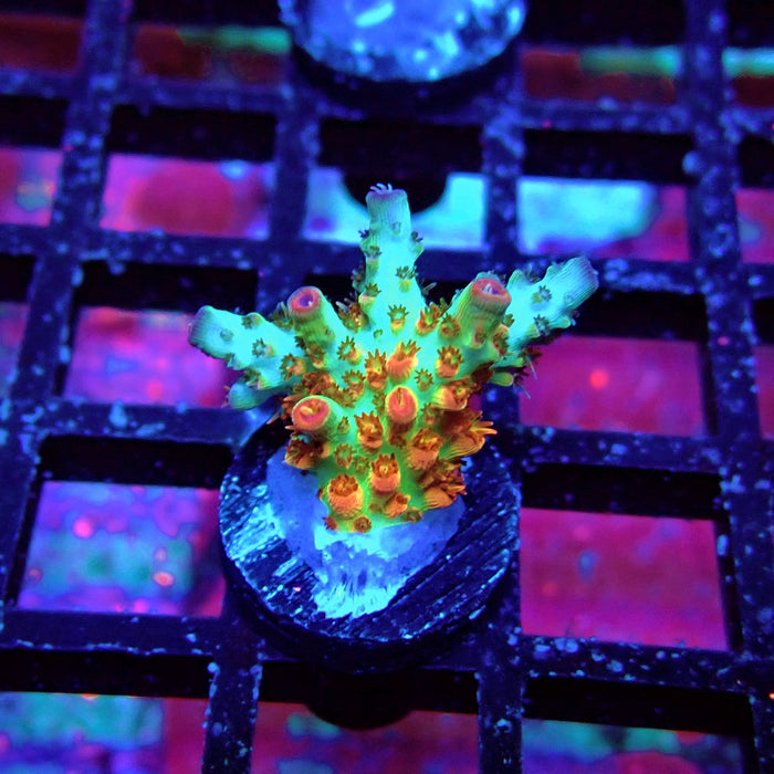 REx Red-Orange Firework Acro