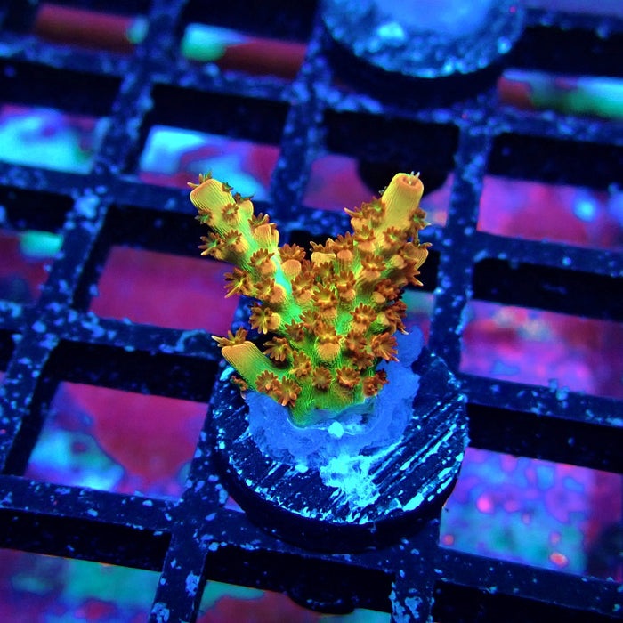 REx Red-Orange Firework Acro